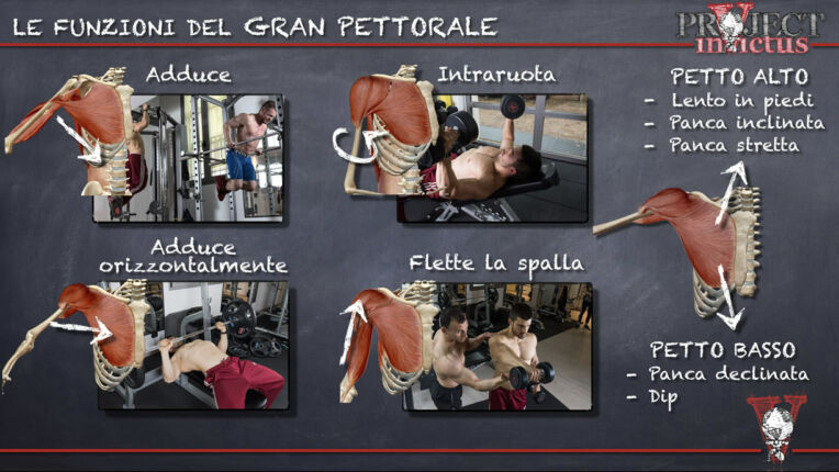 Grande Pettorale Anatomia E Funzione Project Invictus