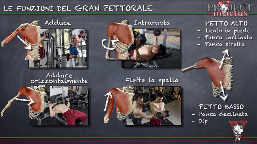 Grande Pettorale Anatomia E Funzione Project InVictus