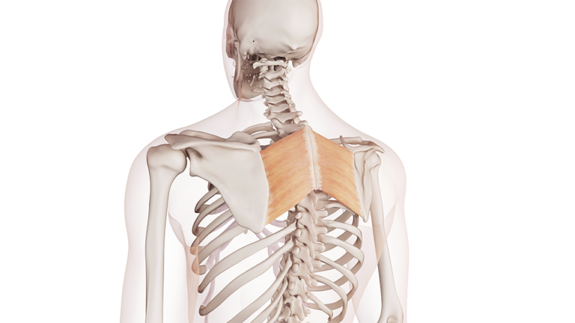 Muscoli Della Schiena Anatomia Nomi E Funzioni Project Invictus