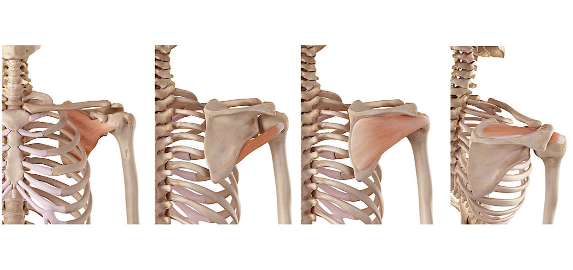 Cuffia Dei Rotatori Anatomia Funzioni Ed Esercizi Project Invictus