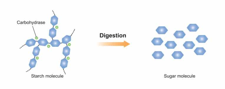 Digestione Dei Carboidrati Come Funziona Project Invictus