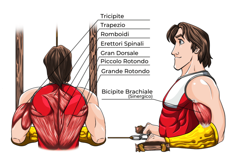 Pulley Esecuzione Muscoli Coinvolti Scheda Project Invictus