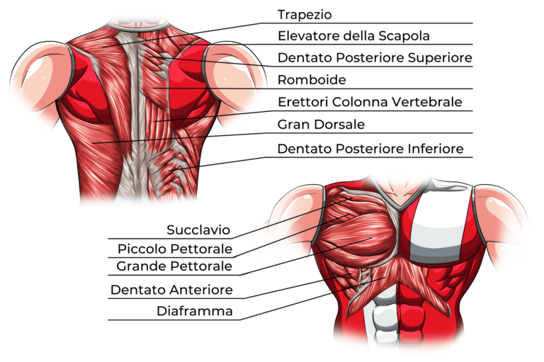 Muscoli Torace Anatomia E Funzioni Project Invictus