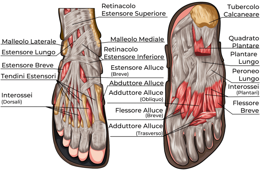 Muscoli Arti Inferiori Elenco Completo Project Invictus