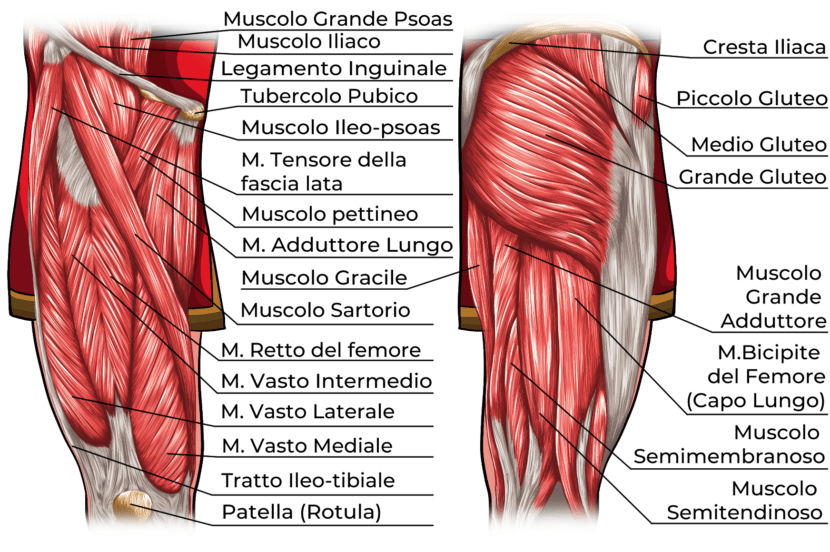 Muscoli Arti Inferiori Elenco Completo Project InVictus