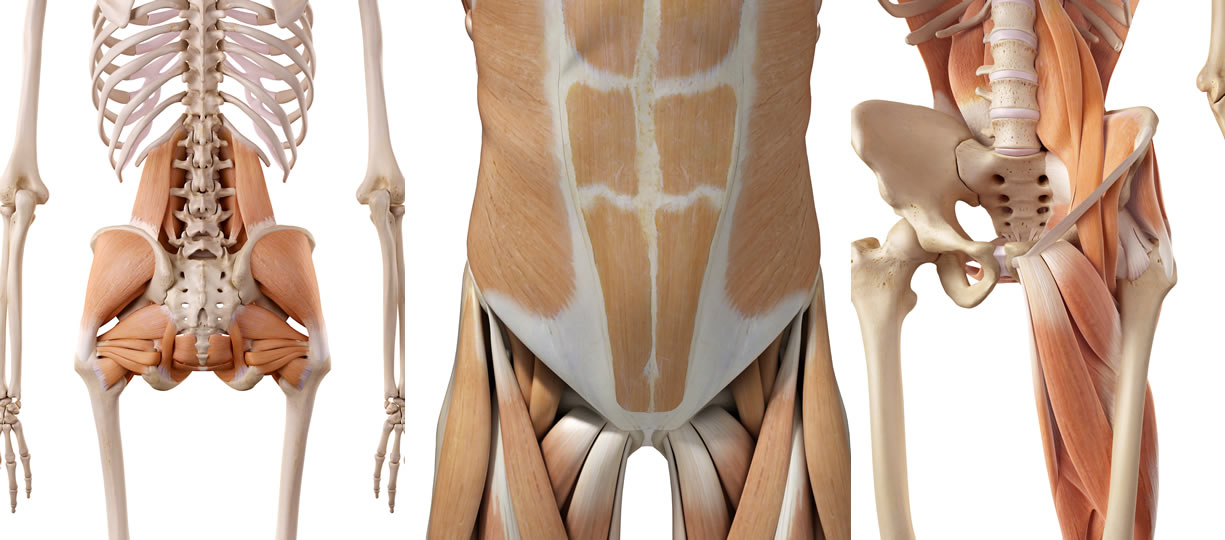 muscoli bacino e colonna lombare