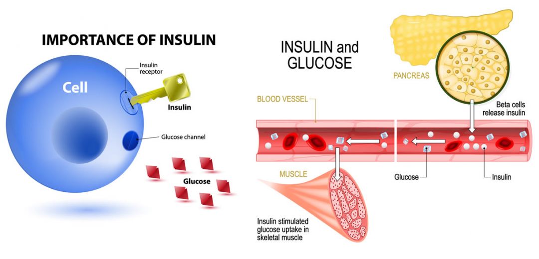 Insulina Funzione Valori E Diabete Project Invictus