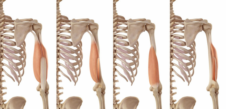 Tricipite Anatomia Funzioni E Biomeccanica Project InVictus