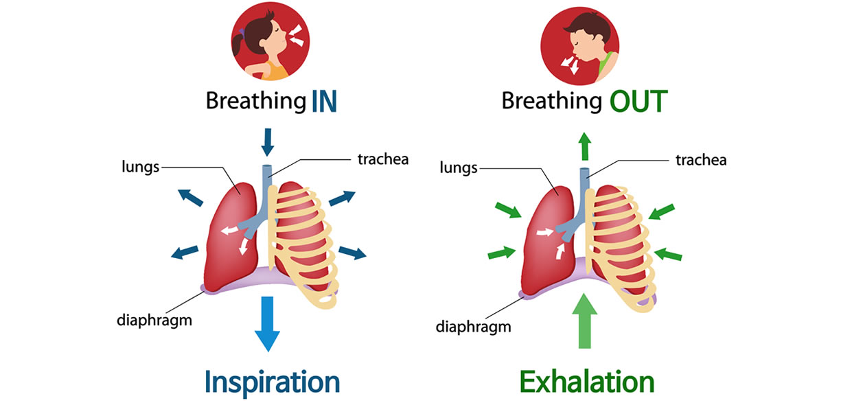 come funziona la respirazione