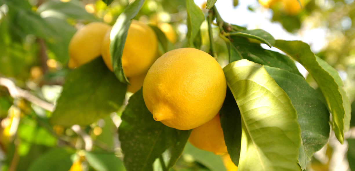 pianta del limone