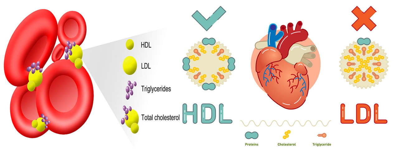 Colesterolo: funzioni ed implicazioni | Project inVictus