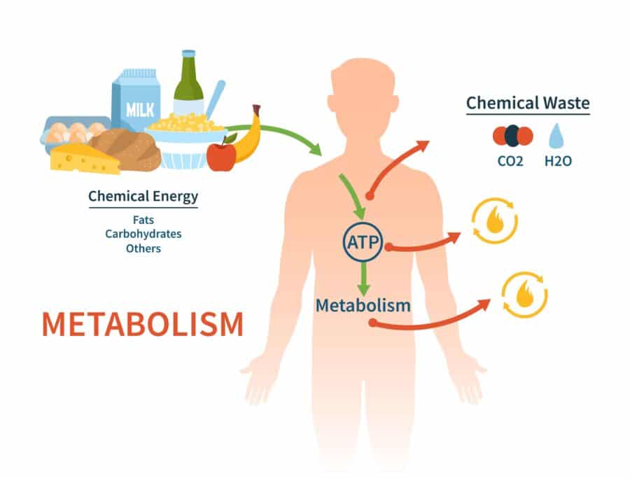 Metabolismo definizione, come funziona Project inVictus