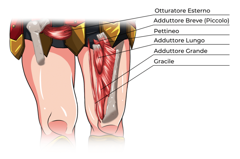 Abduttori Muscoli Ed Esercizi Per Lesterno Coscia Project Invictus