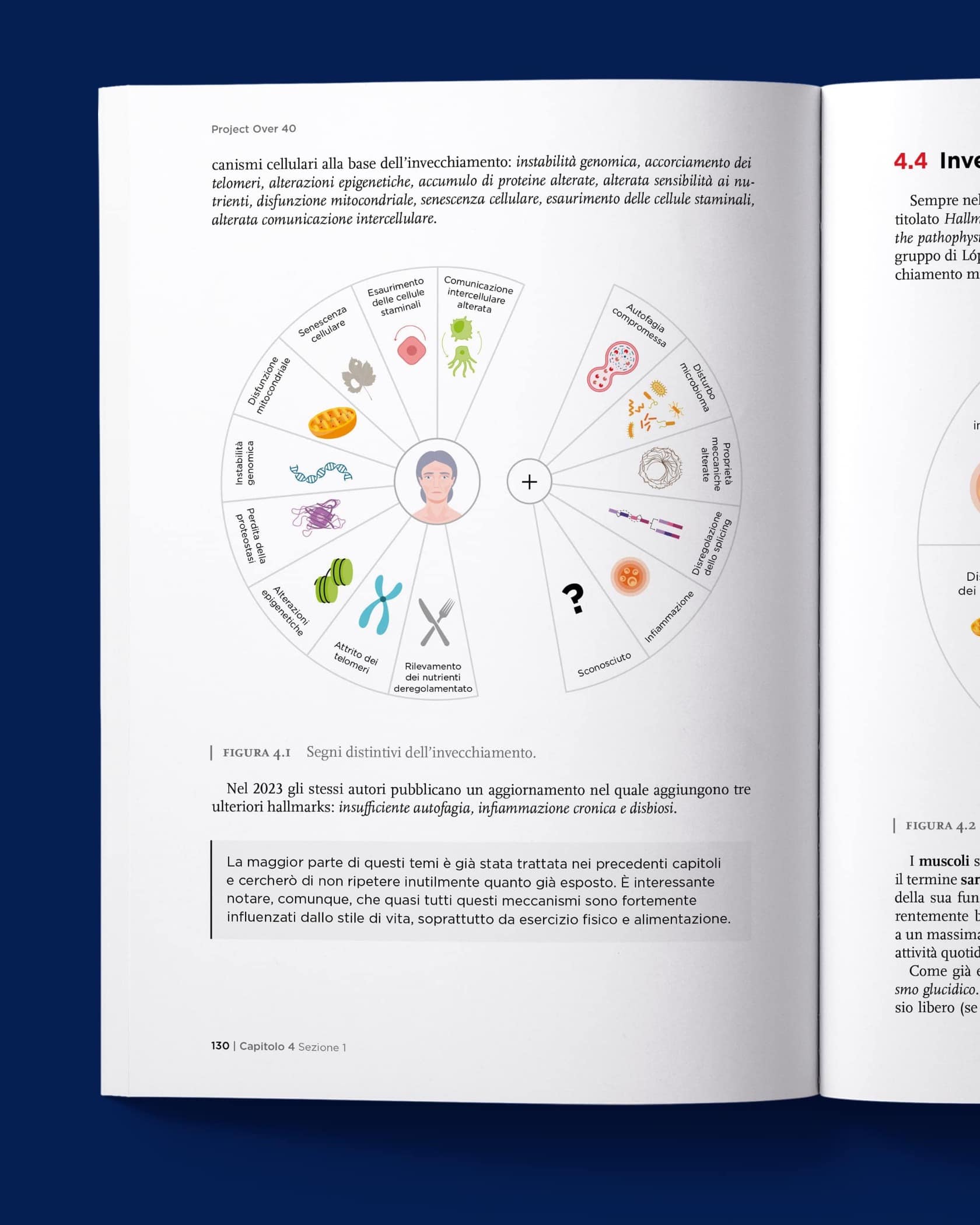 Rimanere giovaniScopri quali sono i fattori che portano all’invecchiamento. Impara cosa fare per bloccarli e farli regredire grazie agli strumenti che la scienza ti può fornire tramite la corretta alimentazione e il giusto allenamento.